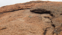 Platysaurus orientalis