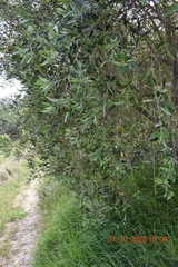 Olea exasperata