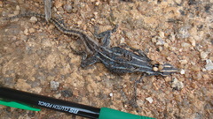Platysaurus orientalis
