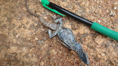 Platysaurus orientalis