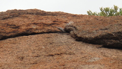 Trachylepis punctatissima