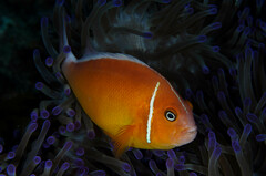 Amphiprion perideraion