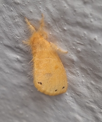 Artaxa guttata
