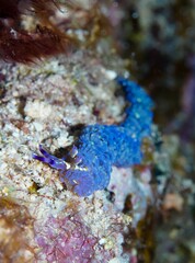 Pteraeolidia semperi