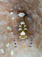 Ancylocaris brevicarpalis