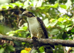 Pernis ptilorhynchus torquatus