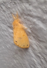 Artaxa guttata