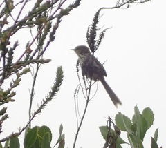 Prinia maculosa