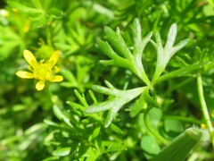Ranunculus amphitrichus