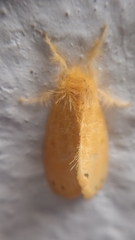 Artaxa guttata
