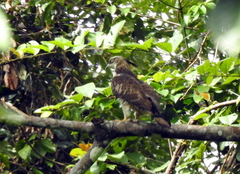 Pernis ptilorhynchus torquatus