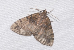 Hydriomena furcata