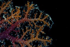 Dendronephthya