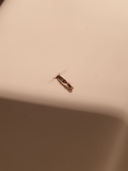 Stathmopoda megathyma