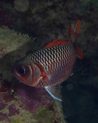 Myripristis violacea