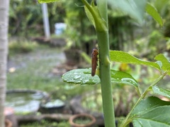 Bothrogonia addita