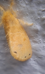 Artaxa guttata