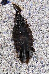 Callorhinchus capensis