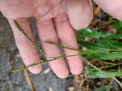 Paspalum mandiocanum
