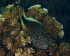Paracirrhites forsteri