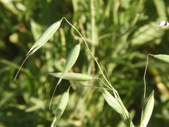 Avena sativa