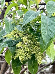 Searsia chirindensis