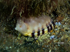 Semicassis zeylanica