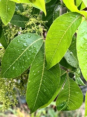 Searsia chirindensis