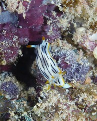 Chromodoris quagga