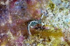 Thuridilla carlsoni