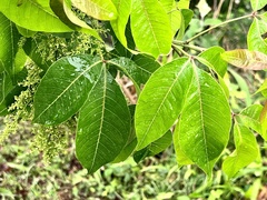 Searsia chirindensis