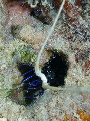 Panulirus versicolor