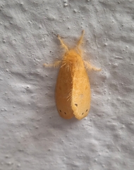 Artaxa guttata