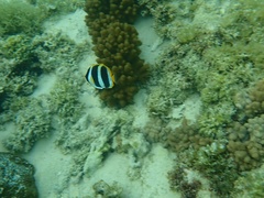 Chaetodon tricinctus