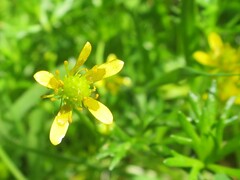 Ranunculus amphitrichus