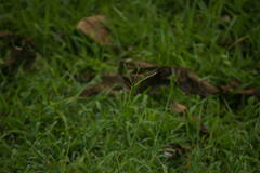 Bothriochloa pertusa