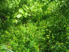 Ranunculus amphitrichus