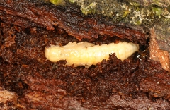 Denticollis