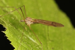 Dicranophragma adjunctum