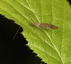Dicranophragma adjunctum