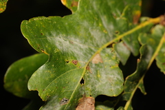 Erysiphe alphitoides