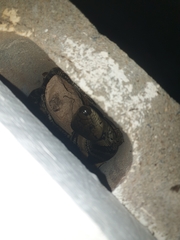 Cyclodomorphus gerrardii