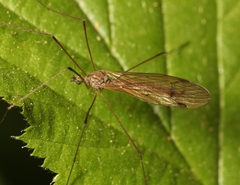 Dicranophragma adjunctum