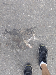 Fowlea flavipunctata