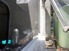 Cyclodomorphus gerrardii