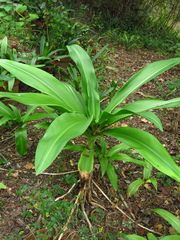 Crinum moorei