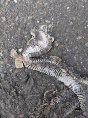 Fowlea flavipunctata