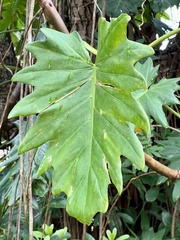 Philodendron lacerum