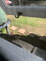 Cyclodomorphus gerrardii