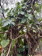 Philodendron lacerum